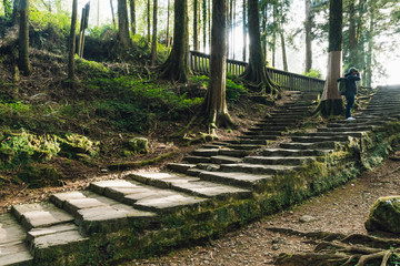 Tourist standing on stone stair and shooting a view of Cedar trees with moss in the forest in Alishan National Forest Recreation Area in Chiayi County, Alishan Township, Taiwan.