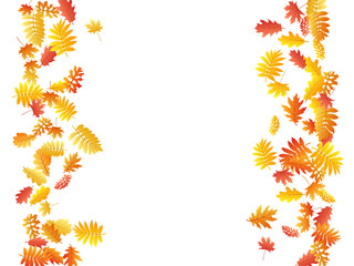 Oak, maple, wild ash rowan leaves vector, autumn foliage on white background.