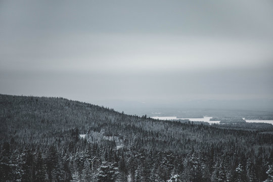 Winter landscape with forest and mist