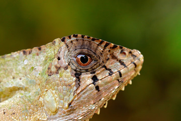 Detail Helmeted basilisk iguana, Corytophanes cristatus, close-up eye. Lizard in the nature habitat, green forest vegetation. Beautiful reptile with long tail and crest. Wildlife nature.