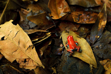 Red Strawberry poison dart frog, Dendrobates pumilio, in the nature habitat, Costa Rica. Close-up portrait of poison red frog. Rare amphibian in the tropic. Wildlife jungle. Frog in the forest.