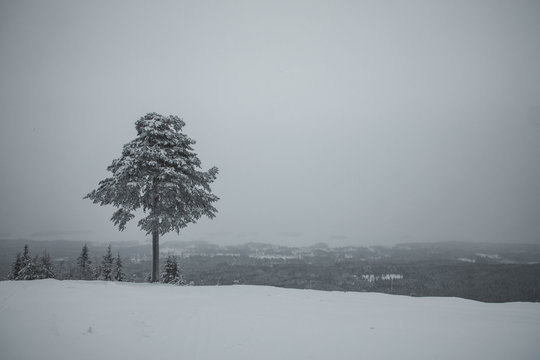 A lonesome tree at the top of the hill