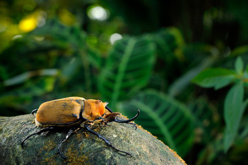 Rhinoceros elephant beetle, Megasoma elephas, big insect from rain forest in Costa Rica. Beetle sitting on stone in the green jungle habitat. Wide angle lens photo of beautiful animal in green jungle © ondrejprosicky