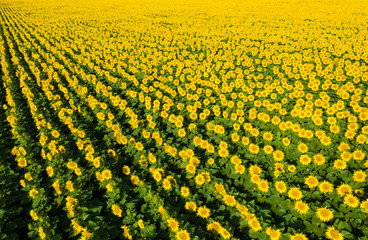 Fototapeta premium Field of sunflowers. Aerial view of agricultural fields flowering oilseed. Top view.