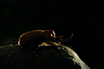 Back light,Rhinoceros elephant beetle, Megasoma elephas, very big insect from rain forest in Caosta Rica. Beetle siting on stone in the green jungle habitat. Beautiful tropic animal. © ondrejprosicky