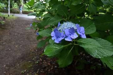 小道のあじさい