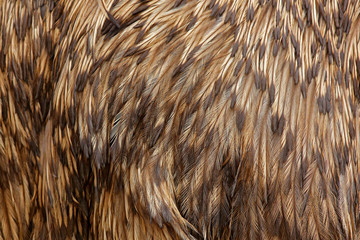 Detail plumage feathers of Common Emu, Dromaius novaehollandiae, biggest bird from Australia. Beautiful art close-up detail from bird nature. Brown feathers of emu. 
