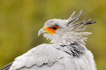 Secretary Bird, Sagittarius serpentarius, Portrait of nice grey bird of prey with orange face, Kenya, Africa. Wildlife scene from nature. Beautiful animal with grey crest on the head.