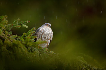 Bird of prey Eurasian sparrowhawk, Accipiter nisus, sitting on spruce tree during heavy rain in the...