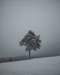 A lonesome tree at the top of the hill