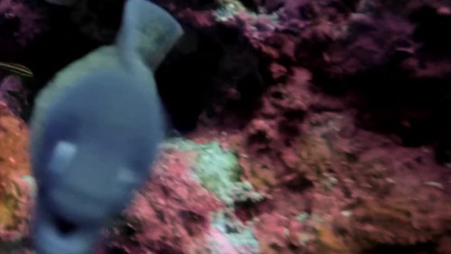 Moray Eel Or Sea Eel Macro Close Up Looking Dangerous & Angry With Biting Mouth Showing Sharp Teeth On Colorful Coral Reef At Monad Shoal Malapascua Phillippines In Visayan Sea