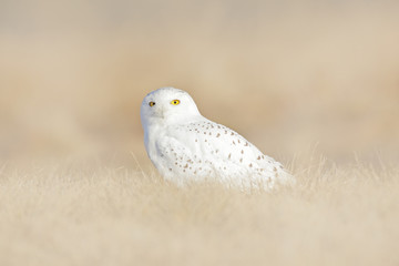 White bird in the field, wildlife scene from nature. Snowy owl hidden in the meadow, bird with yellow eyes sitting in grass. Scene with clear foreground and background, in the nature habitat, Canada.