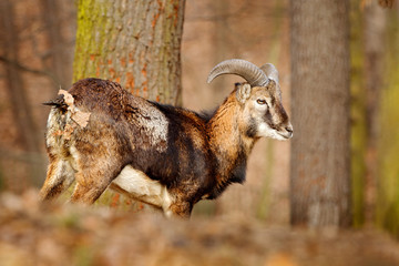 Mouflon, Ovis orientalis, portrait of mammal with big horns, Prague, Czech Republic. Wildlife scene form nature. Animal behavior in forest. Muflon with big horns on the head, in the forest.