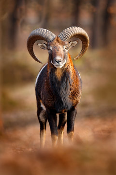 Mouflon, Ovis orientalis, portrait of mammal with big horns, Prague, Czech Republic. Wildlife scene form nature. Animal behavior in forest. Muflon with big horns on the head, in the forest.