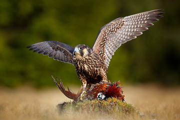 Peregrine falcon with caught kill Pheasant. Beautiful bird of prey feeding on killed big bird on the green mossy rock with dark forest in background. Bird carcass on forest meadow. Wildlife behaviour.