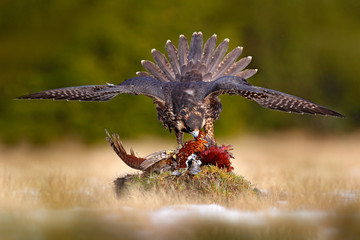 Falcon with caught kill Pheasant. Beautiful bird of prey feeding on killed big bird on the green mossy rock with dark forest in background. Peregrine bird carcass in forest. Bird hunting behaviour.