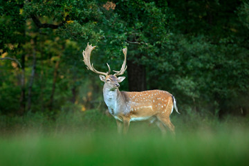 Majestic powerful adult Fallow Deer, Dama dama, on the gree grassy meadow with forest, Czech Republic, Europe. Wildlife scene from nature, Europe. tseason in the habitat, animal behaviour.