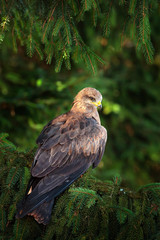 Black Kite, Milvus migrans, brown bird of prey sitting on spruce tree branch with cone. Kite in the nature habitat, green vegetation. Wildlife Slovakia.