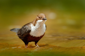 White-throated Dipper, brown bird with white throat in the river, waterfall in the background, animal behavior in the nature habitat, with food in the bill, nesting time, wildlife Germany.