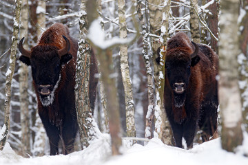 European bison in the winter forest, cold scene with big brown animal in the nature habitat, snow on the trees, Poland. Wildlife scene from nature. Big brown bizon cold witer with snow. © ondrejprosicky