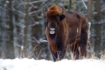 European bison in the winter forest, cold scene with big brown animal in the nature habitat, snow on the trees, Poland. Wildlife scene from nature. Big brown bizon cold witer with snow. © ondrejprosicky