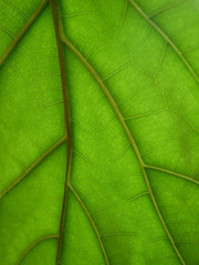 Green leaf pattern background.