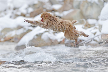 Obraz premium Monkey Japanese macaque, Macaca fuscata, jumping across the river, Japan. Snowy winter in Asia. Funny nature scene with monkey. Animal behaviour in cold winter.