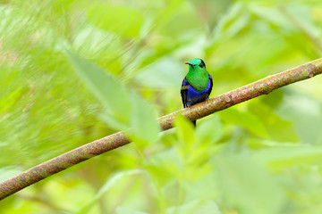 Purple-crowned woodnymph, Thalurania colombica fannyi, hummingbird in the Colombian tropical forest, blue an green glossy bird in the nature habitat.