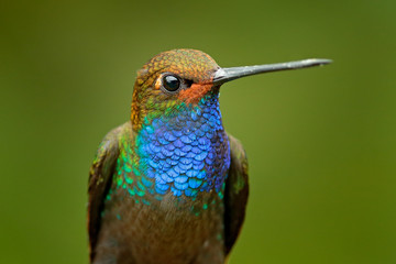 Detail portrait of blue hummingbird. Bird sucking nectar from pink bloom. Hummingbird with flower. White-tailed Hillstar, Urochroa bougueri, on red yellow flower, green background, Colombia. © ondrejprosicky