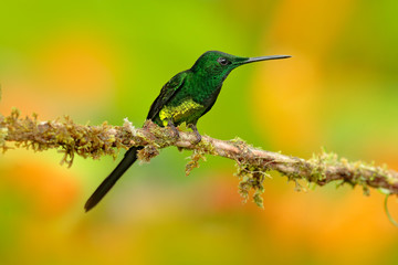 Empress brilliant hummingbird sittin on the trunk with yellow flower in from Colombia. Hummingbird in the nature tropical forest flying next nice yellow bloom. wildlife scene from nature.