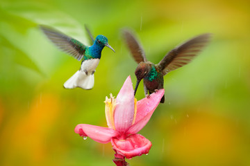 Two birds sucking nectar from pink flower. Flying blue and white hummingbird White-necked Jacobin, Florisuga mellivora, from Ecuador, clear green background. Bird with open wing.  Wildlife nature.