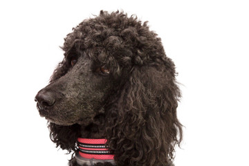 portrait of black poodle dog isolated