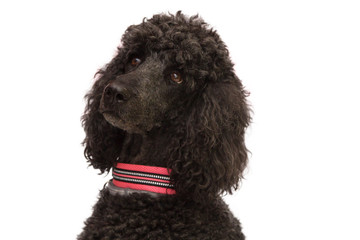 portrait of black poodle dog isolated