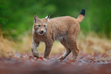 Eurasian lynx walking. Wild cat from Germany. Bobcat among the trees. Hunting carnivore in autumn grass. Lynx in green forest. Wildlife scene from nature, Czech, Europe. © ondrejprosicky