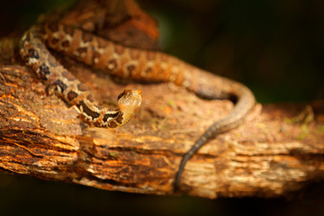 Atropoides picadoi, Picado´s Pitviper danger poison snake in the nature habitat, Tapantí NP, Costa Rica. Venomous green reptile in the nature habitat. Poisonous viper from Central America. 