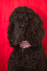 portrait of black poodle dog with red background