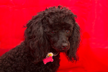 portrait of black poodle dog with red background