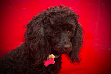 portrait of black poodle dog with red background