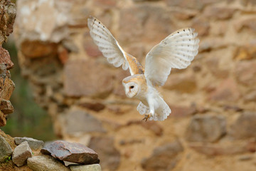 Barn owl, Tyto alba, with nice wings, landing on stone wall, light bird flying in the old castle, animal in the urban habitat. Wildlife scene from nature.