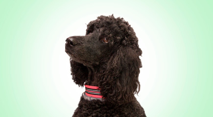 portrait of black poodle dog with collar