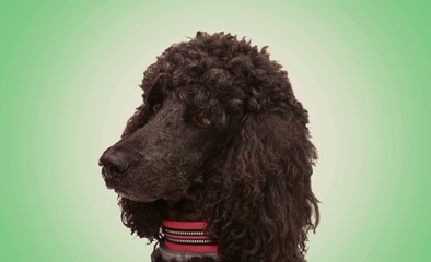 portrait of black poodle dog with collar