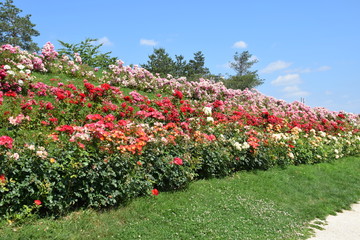 Fototapete bei efototapeten.de bestellen   