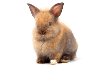 Little rabbit, cute ears, sitting on a white background