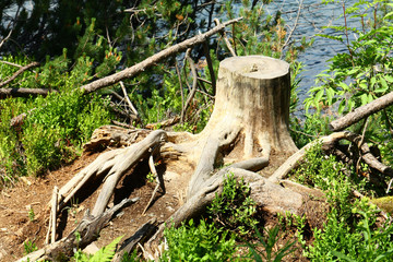 Old stump at lake Strbske pleso