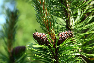 Pine cones on scrub