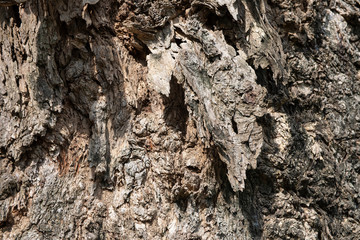 Close up of weathered wood surface background