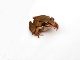 Brown frog on a white background. Amphibian. Animal.