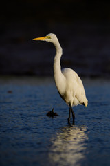 Great White Egret - Ardea alba, beautiful large egret from World fresh waters, La Somone, Senegal.