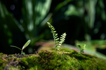 Close-up small ferns growing on the rock with moss. Beautiful ecology and environment in tropical rain forest background.