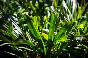 Orchid leaves pattern greenery natural background.